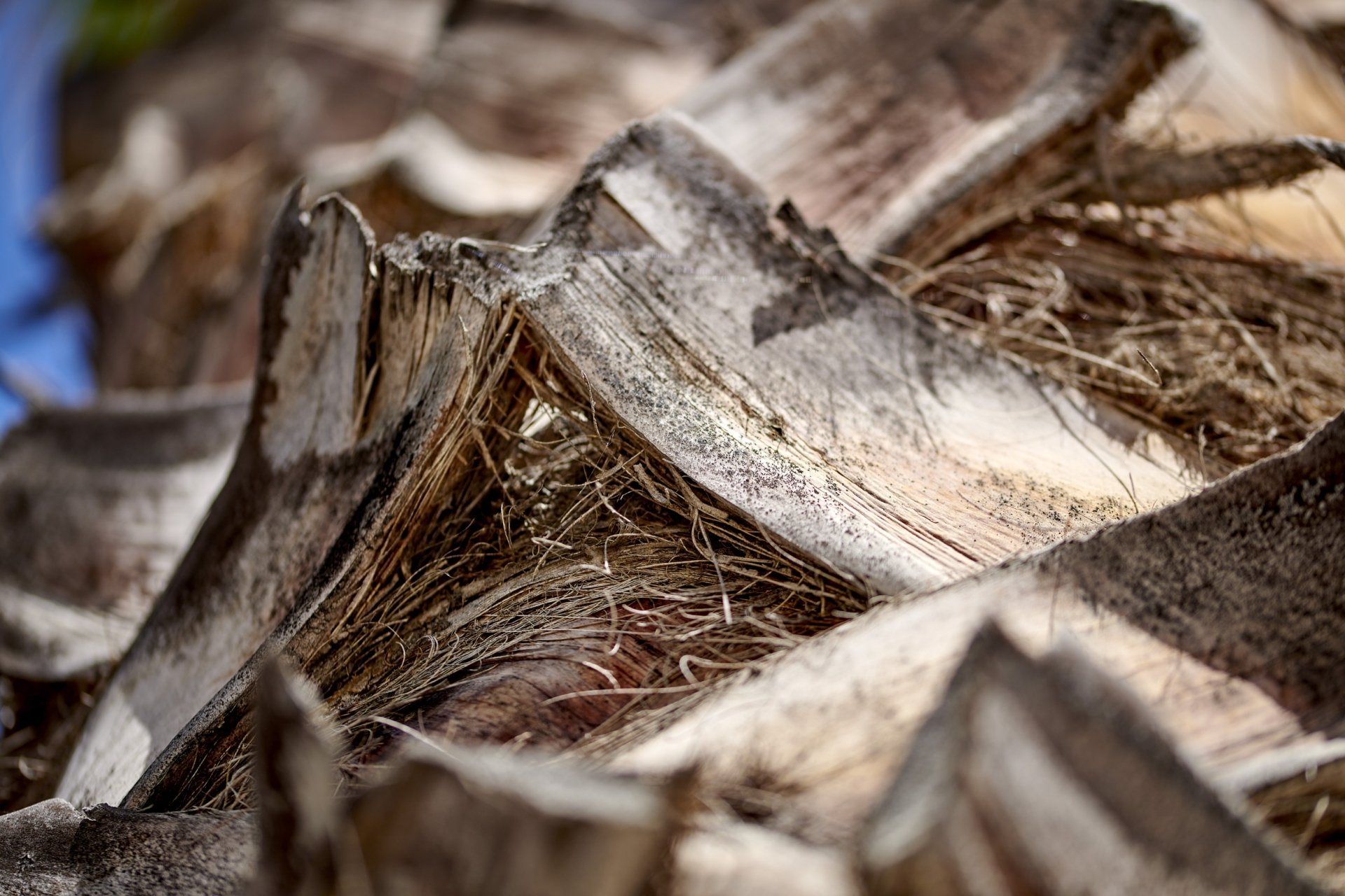 bark closeup