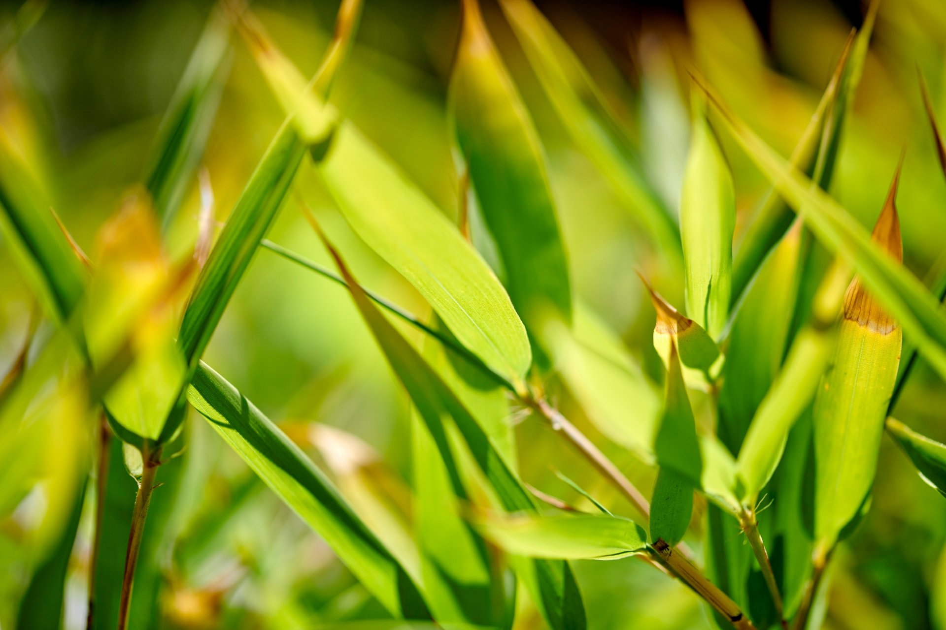 leaf closeup